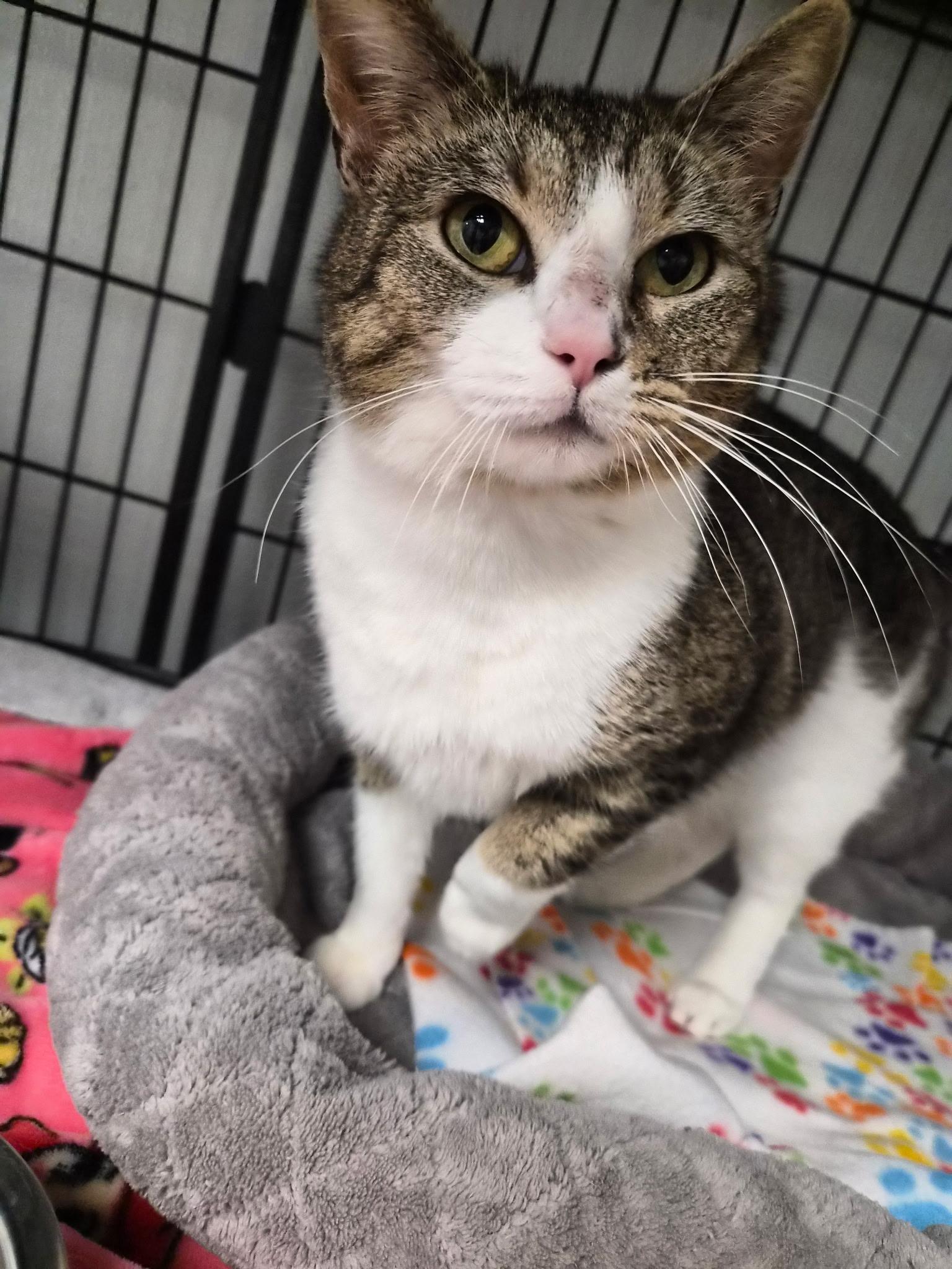 Enlarge Kaycee, a ADOPTABLE Calico in Lexington, KY image 3/3