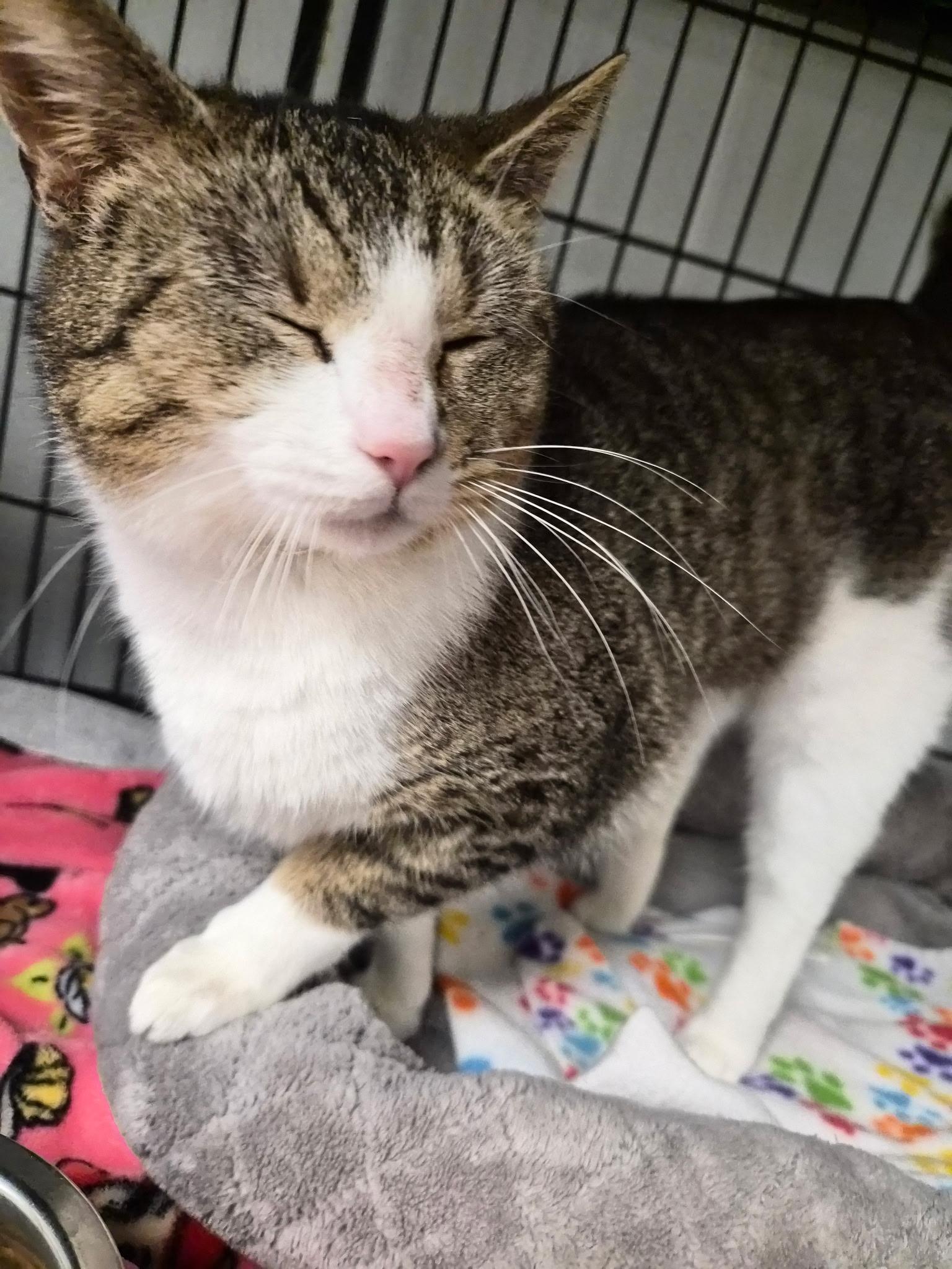 Enlarge Kaycee, a ADOPTABLE Calico in Lexington, KY image 2/3