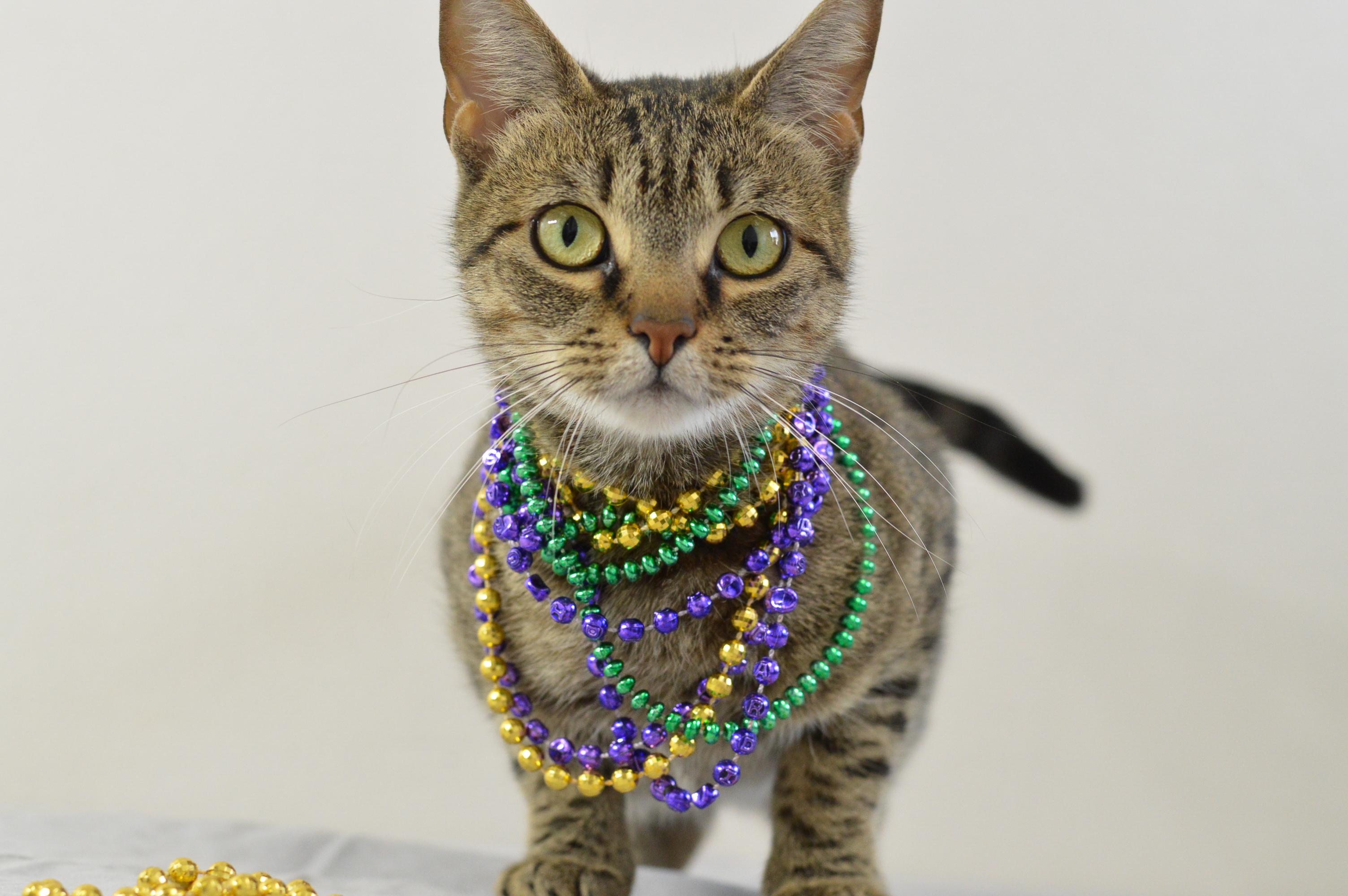 Enlarge Marble, a Adoptable Domestic Short Hair in Plano, TX image 1/5