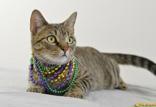 Enlarge Marble, a Adoptable Domestic Short Hair in Plano, TX image 2/5