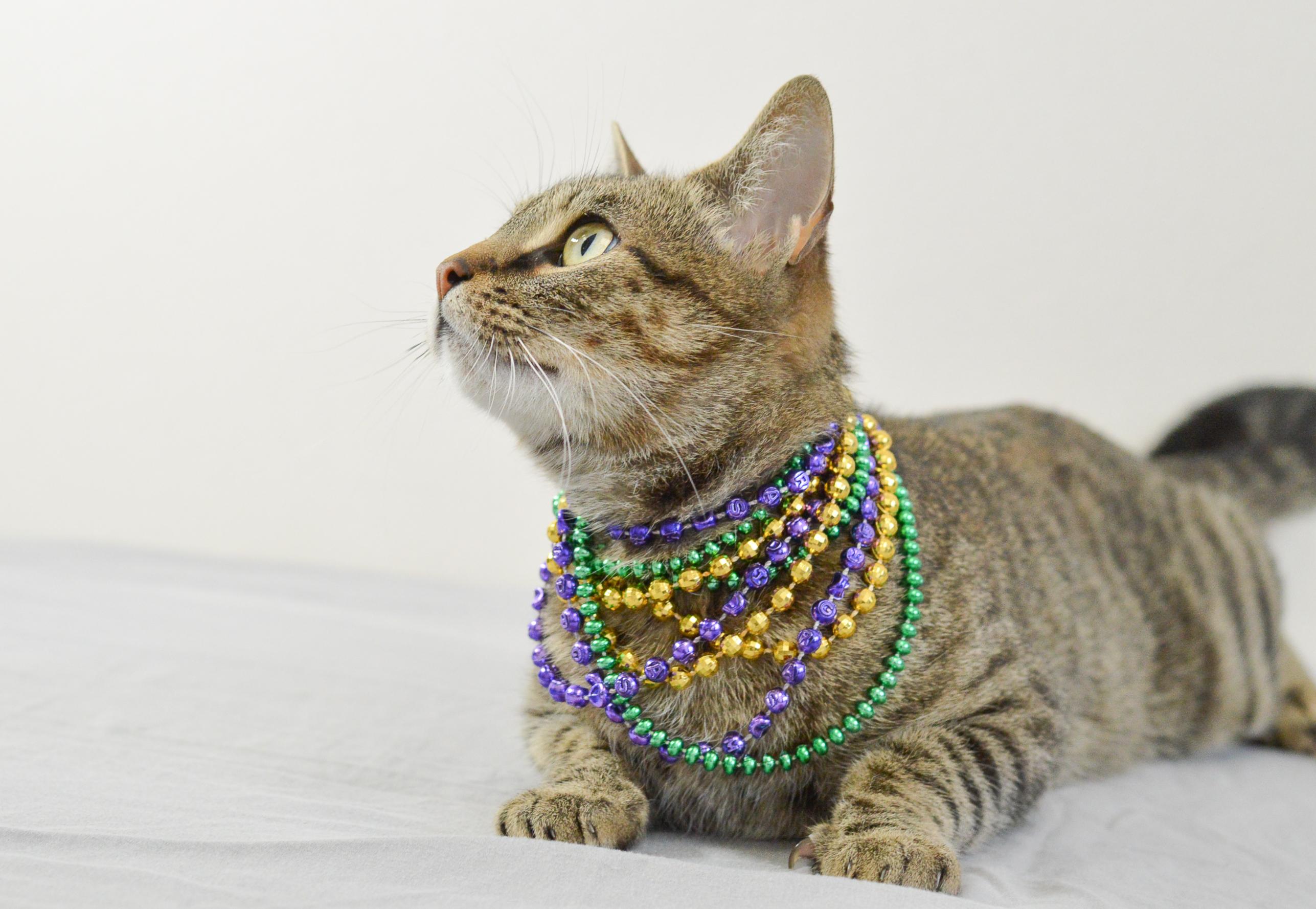 Enlarge Marble, a Adoptable Domestic Short Hair in Plano, TX image 3/5