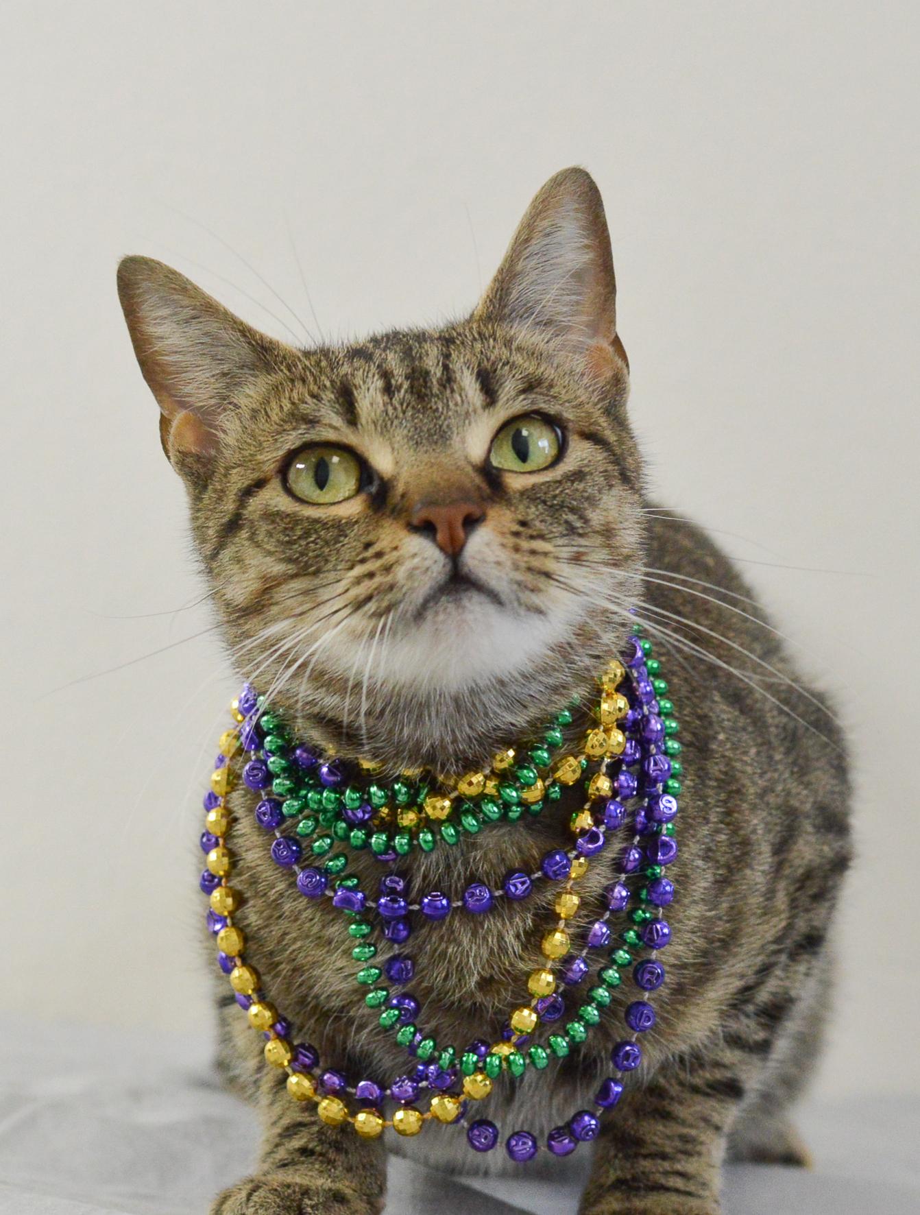 Enlarge Marble, a Adoptable Domestic Short Hair in Plano, TX image 4/5