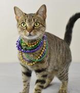 Enlarge Marble, a Adoptable Domestic Short Hair in Plano, TX image 5/5