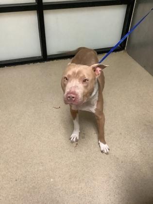 Enlarge Philly, a Adoptable mixed breed in Fort Worth, TX image 1/1