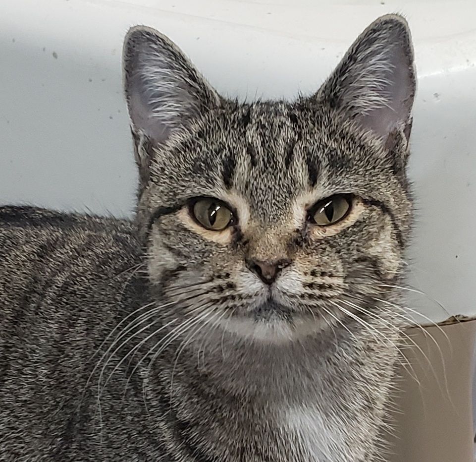 Enlarge Little Show, a Adoptable Domestic Short Hair in Camden, TN image 7/10