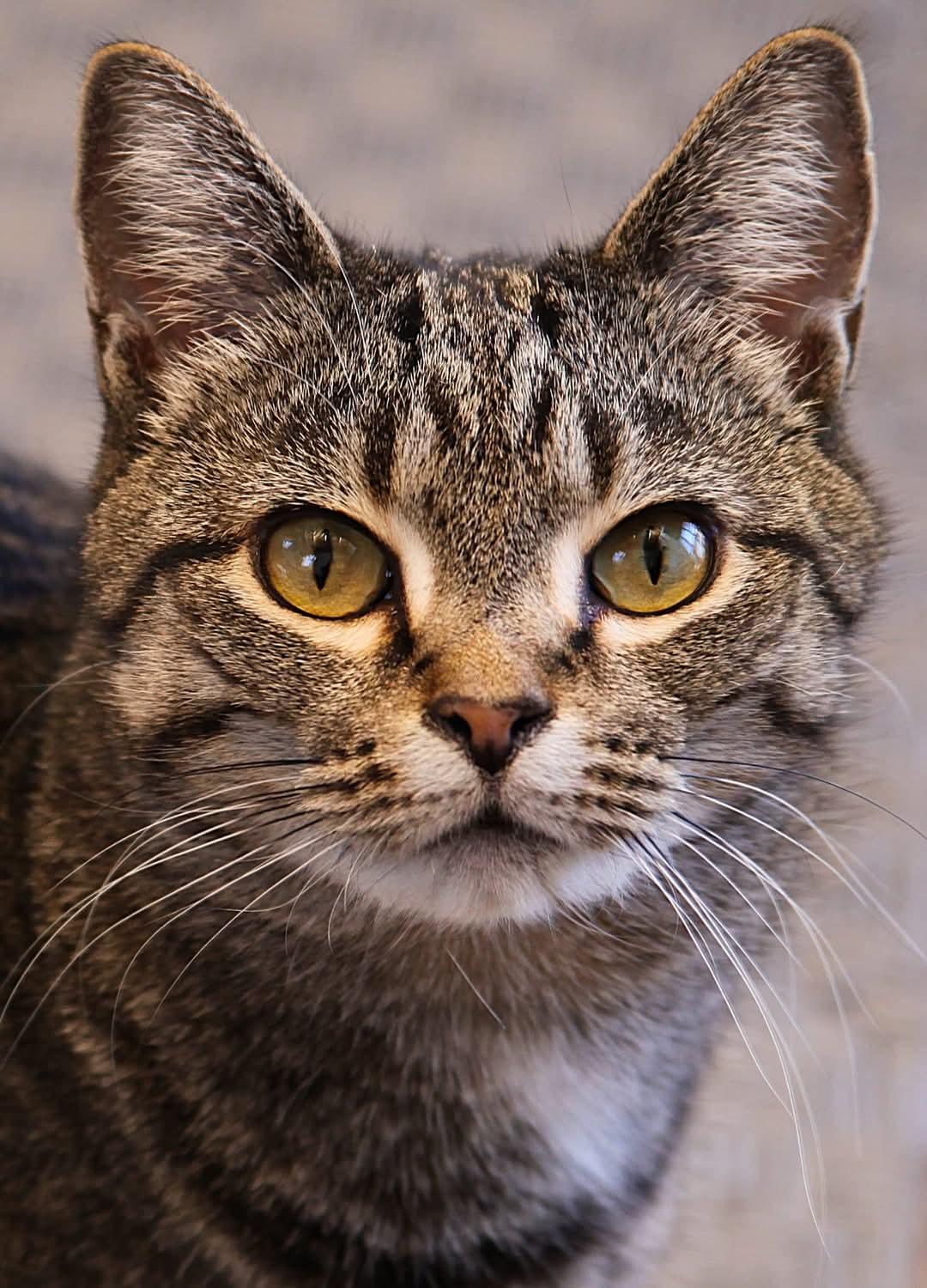 Little Snow, Adoptable, Adult Female Domestic Short Hair.