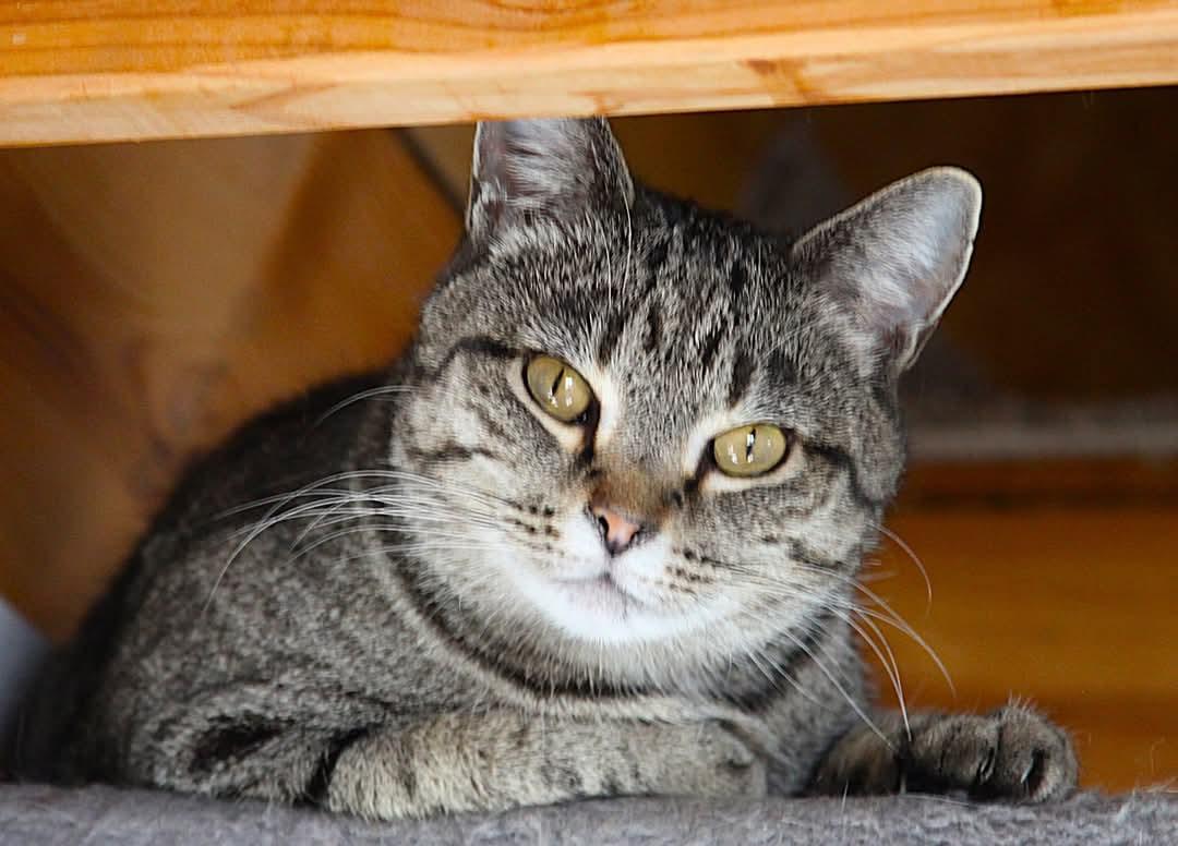 Enlarge Little Snow, a Adoptable Domestic Short Hair in Camden, TN image 2/3