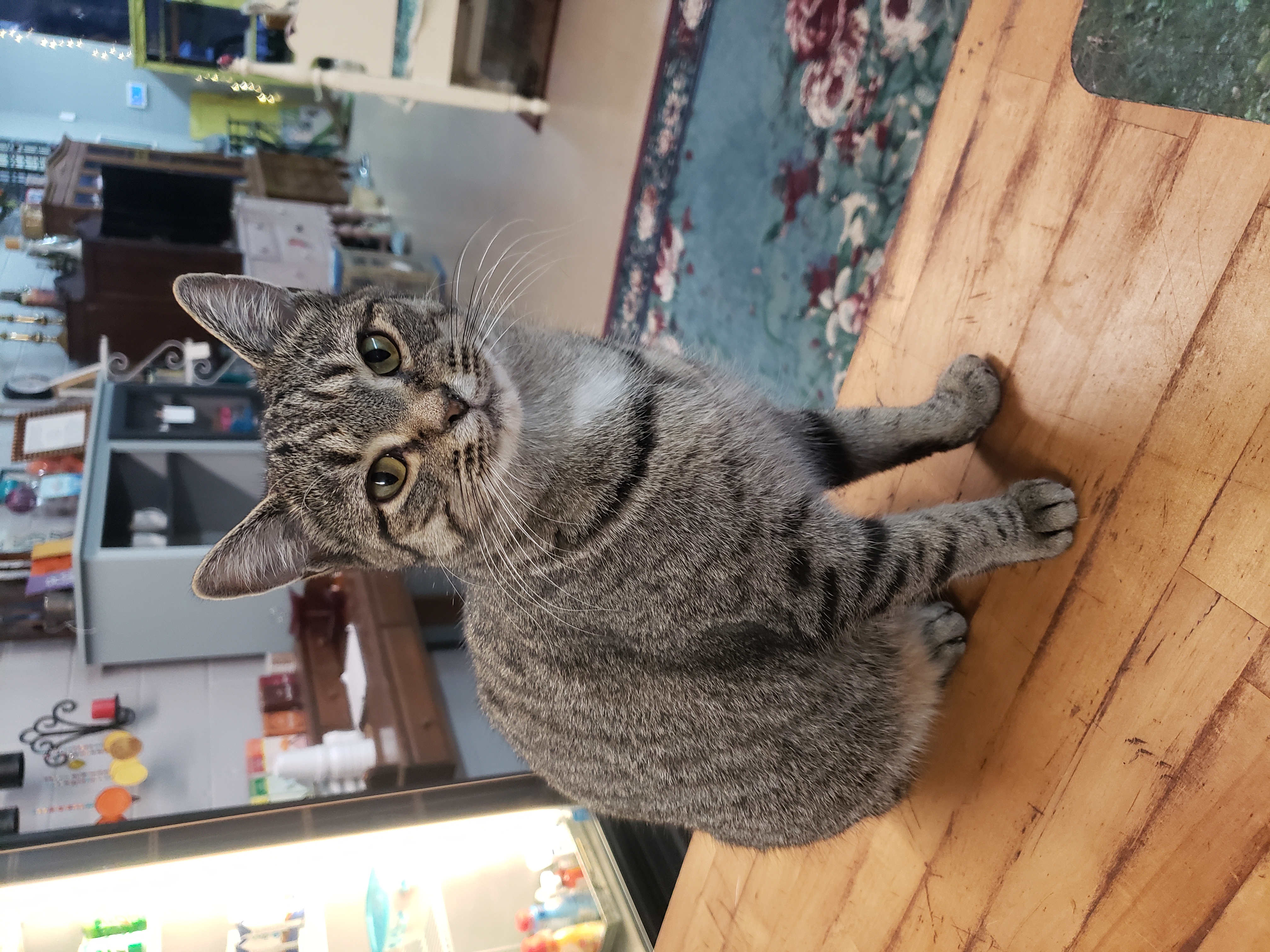 Enlarge Little Show, a Adoptable Domestic Short Hair in Camden, TN image 9/10