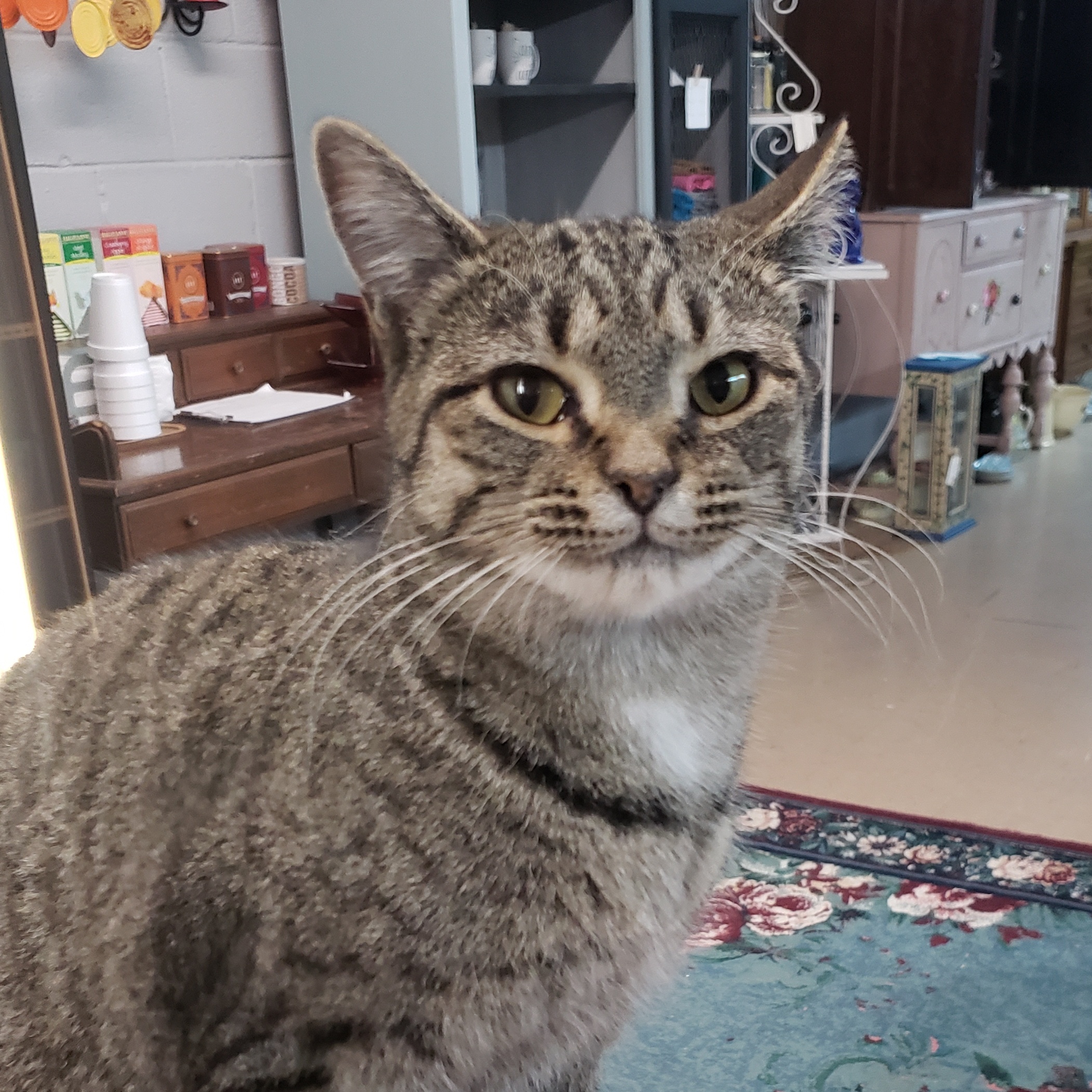 Little Show, Adoptable, Adult Female Domestic Short Hair.