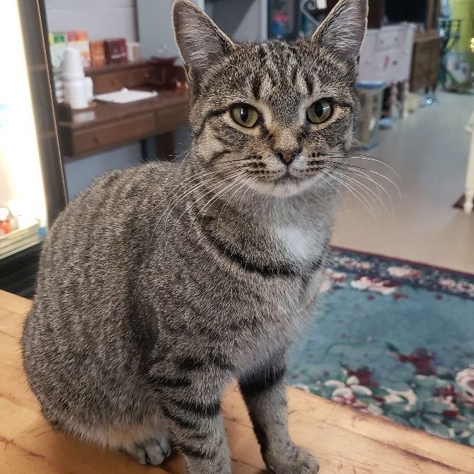 Enlarge Little Show, a Adoptable Domestic Short Hair in Camden, TN image 8/10