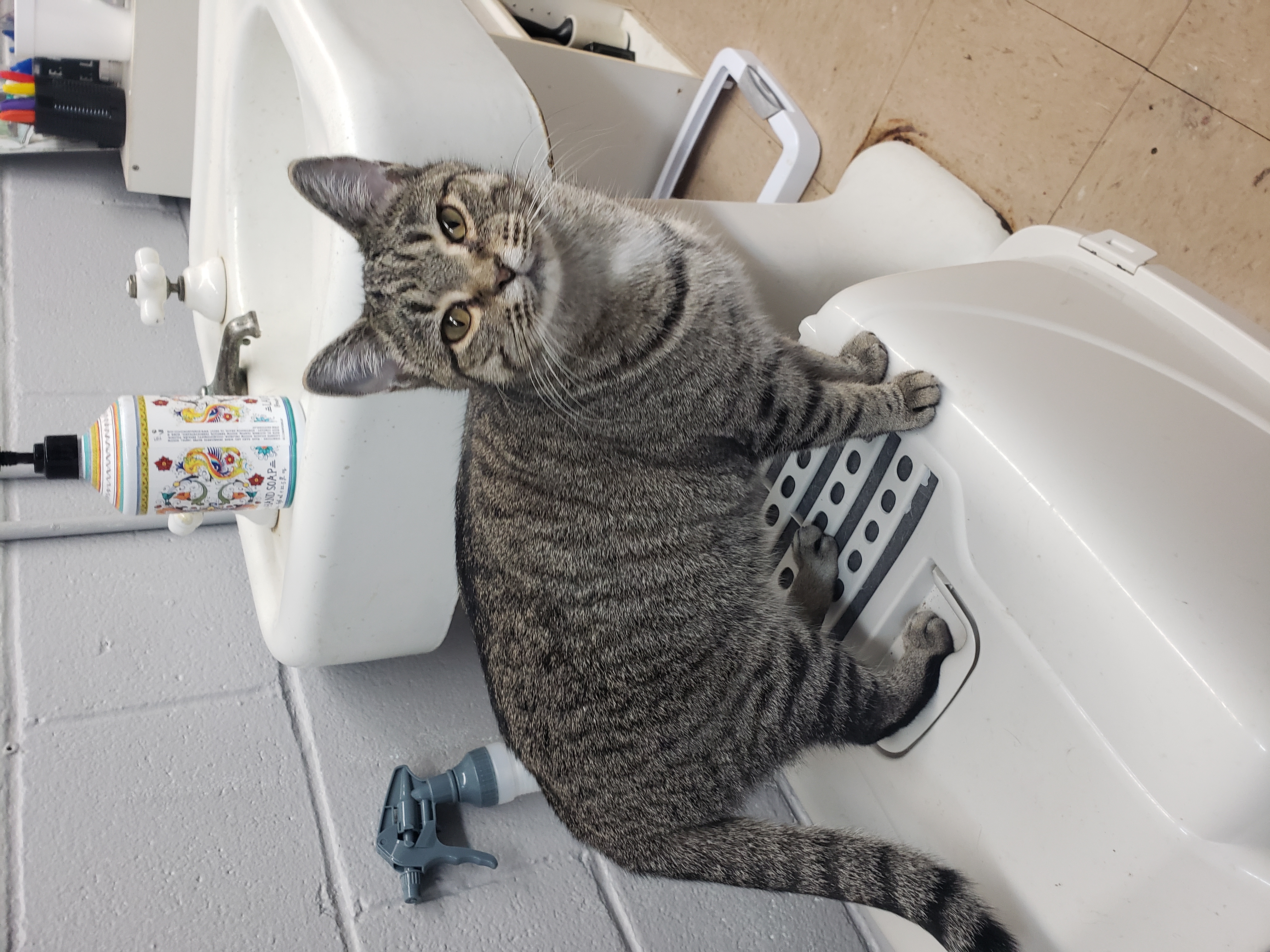 Enlarge Little Show, a Adoptable Domestic Short Hair in Camden, TN image 10/10