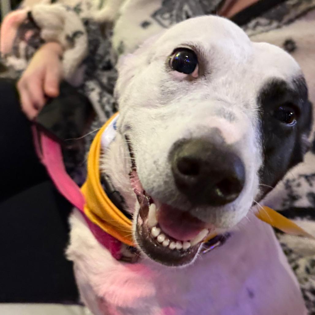 Blossom $400, Adoptable, Adult Female Cattle Dog & Australian Cattle Dog / Blue Heeler.