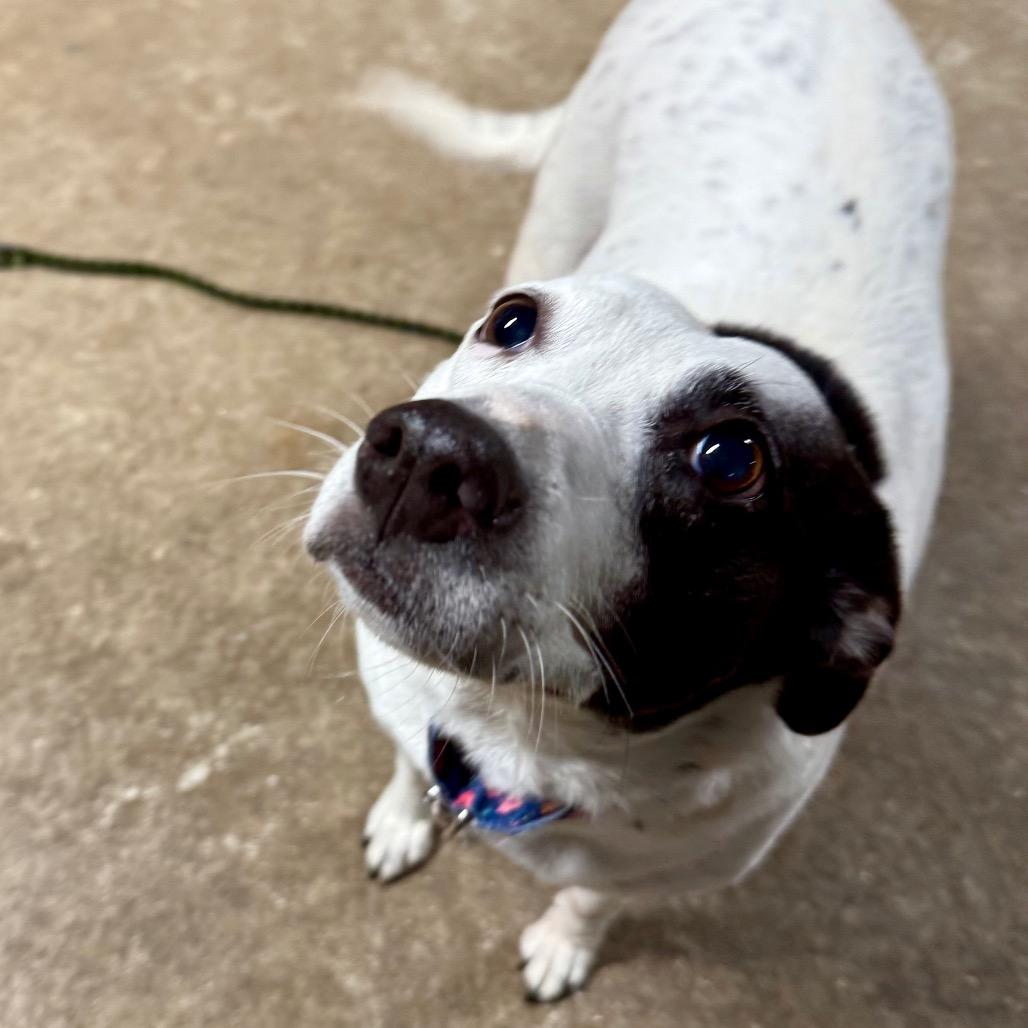 Blossom $400, a Adoptable mixed breed image 2/4