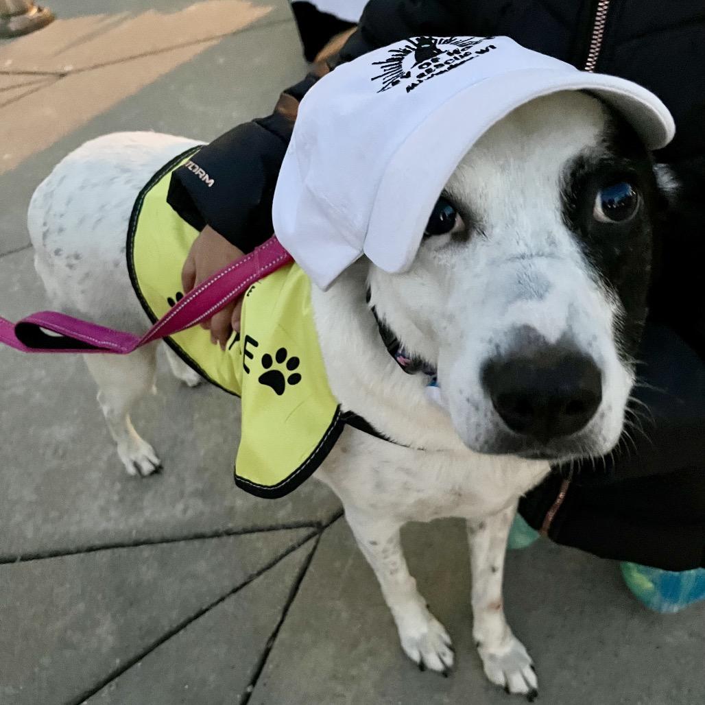 Blossom $400, a Adoptable mixed breed image 3/4