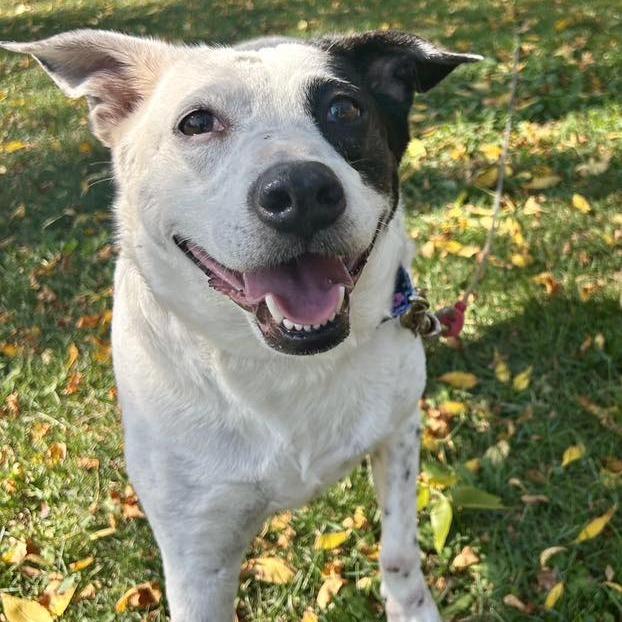 Blossom $400, a Adoptable mixed breed image 4/4