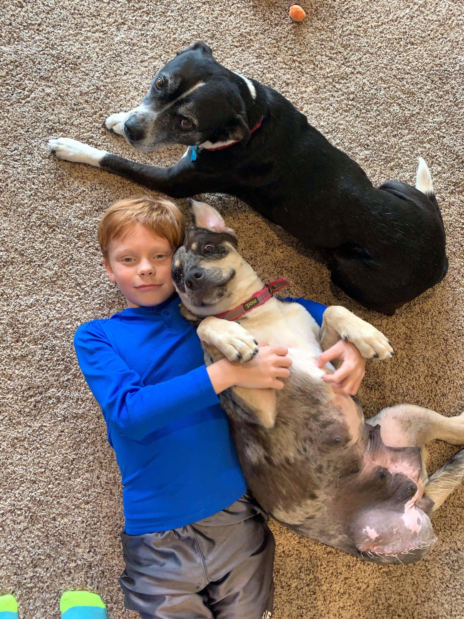 D.O.G.(DeeOhhGee), Adoptable, Senior Female Terrier & Border Collie.