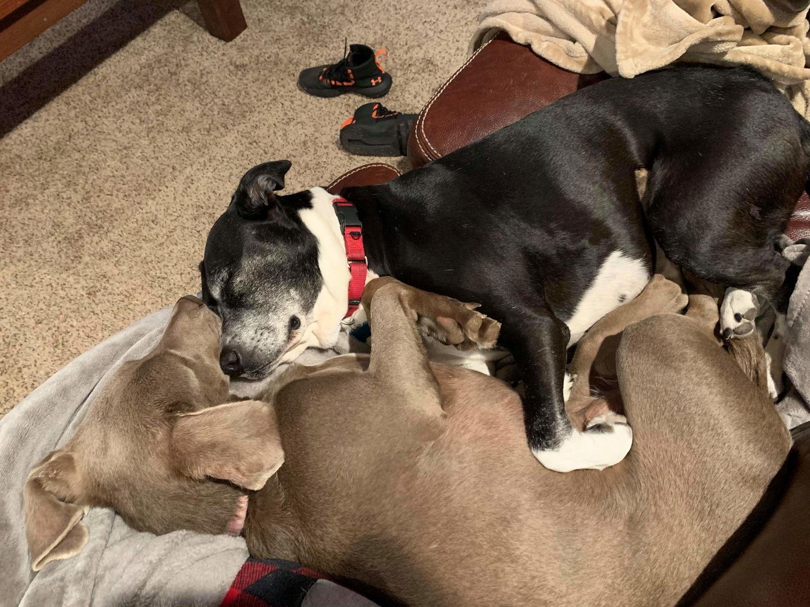 D.O.G.(DeeOhhGee), a Adoptable mixed breed in Shreveport, LA image 2/3