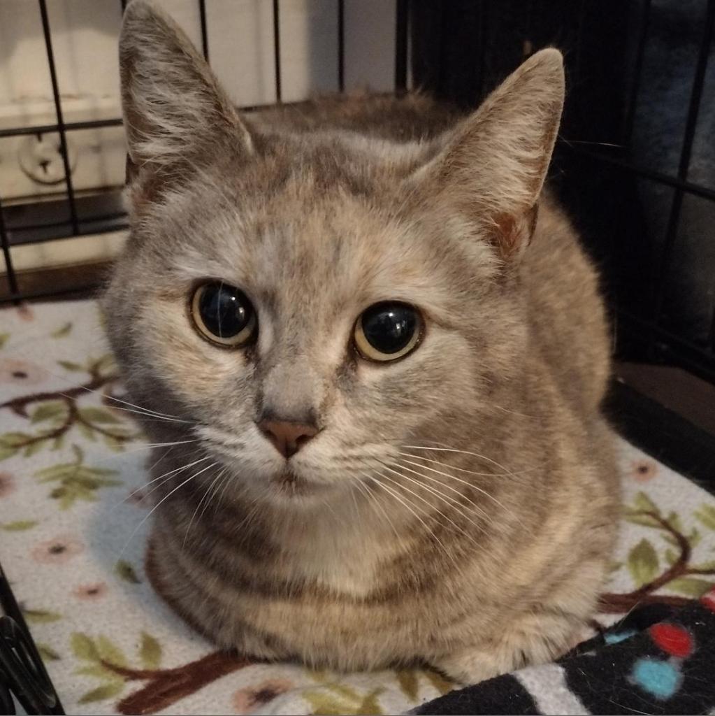 Enlarge Eileen, a Adoptable Domestic Short Hair in Winchester, VA image 1/5