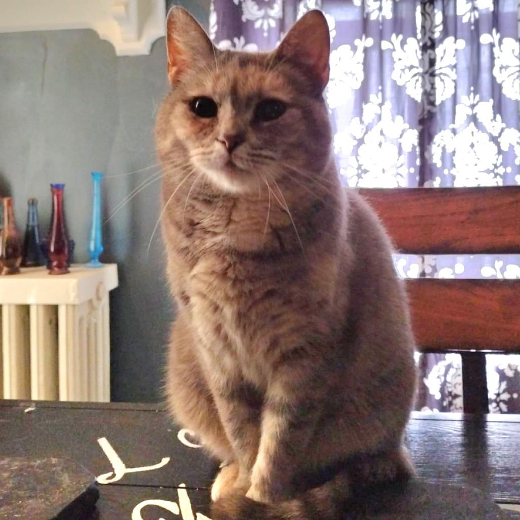 Enlarge Eileen, a Adoptable Domestic Short Hair in Winchester, VA image 2/5