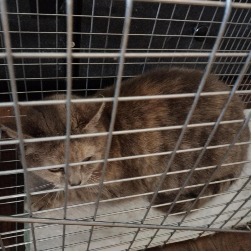 Enlarge Eileen, a Adoptable Domestic Short Hair in Winchester, VA image 3/5