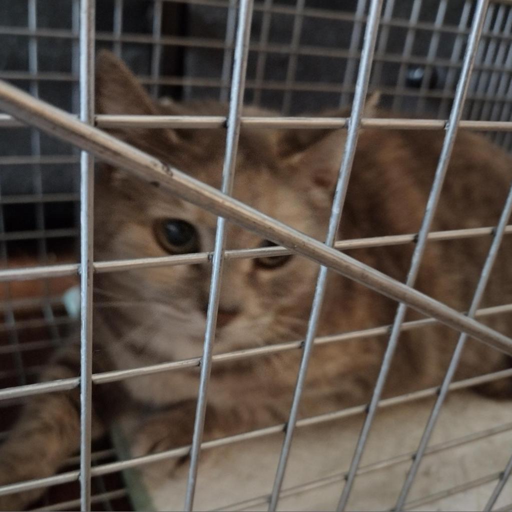 Enlarge Eileen, a Adoptable Domestic Short Hair in Winchester, VA image 4/5