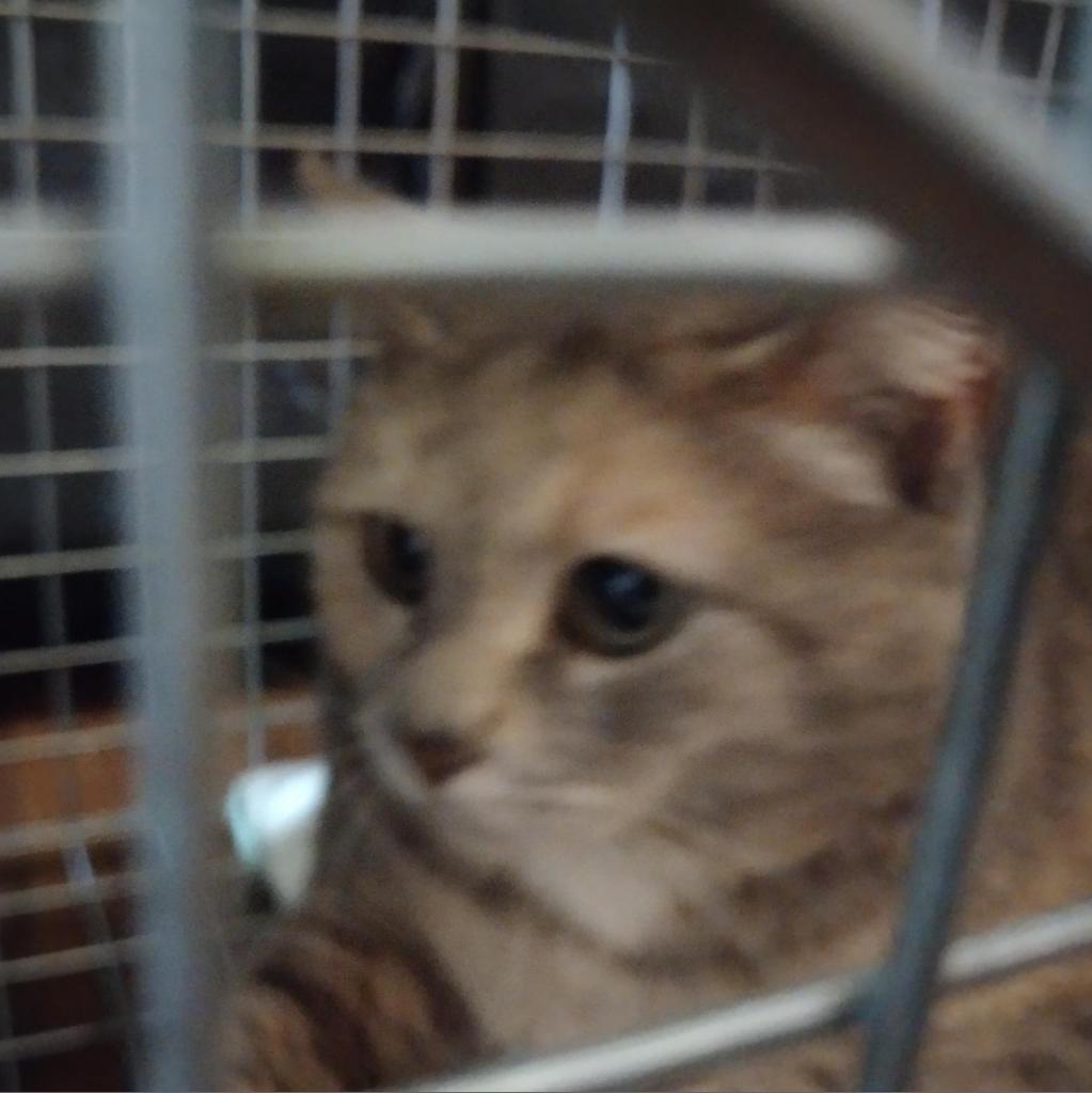 Enlarge Eileen, a Adoptable Domestic Short Hair in Winchester, VA image 5/5