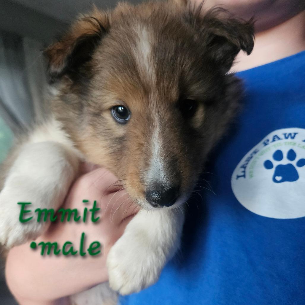 Emmitt, Adoptable, Puppy Male Shetland Sheepdog / Sheltie.