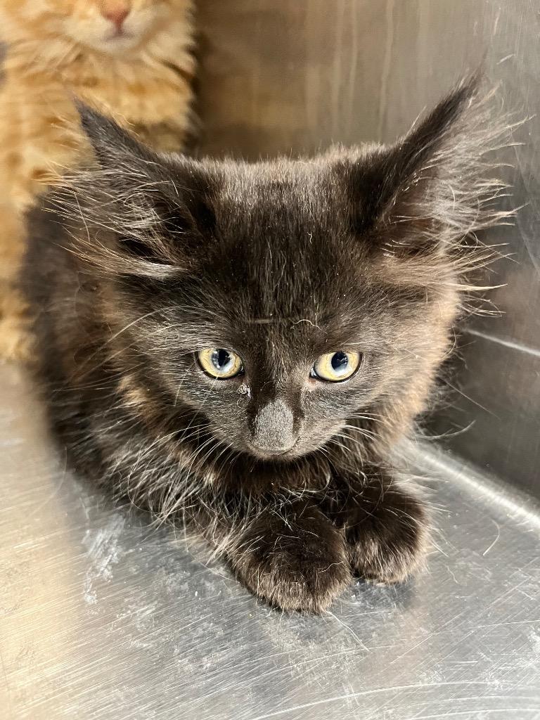 Slinkie, Adoptable, Kitten Female Domestic Short Hair.
