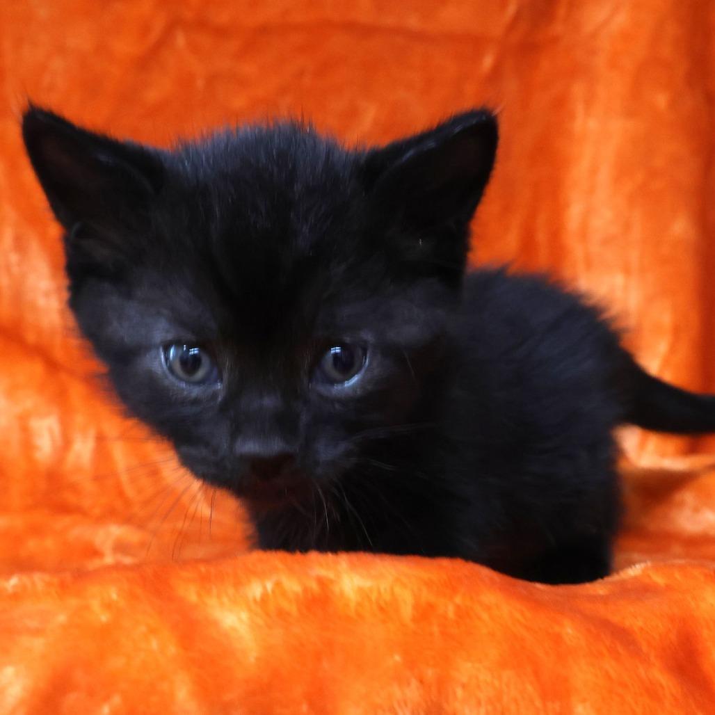 Bean, Adoptable, Kitten Female Domestic Short Hair.
