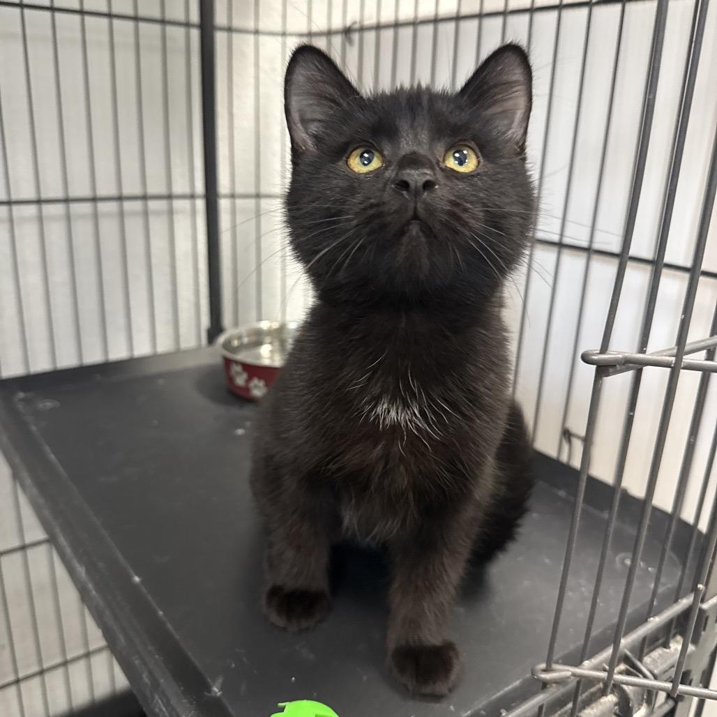 Bean, a Adoptable Domestic Short Hair in Chaska, MN image 2/4