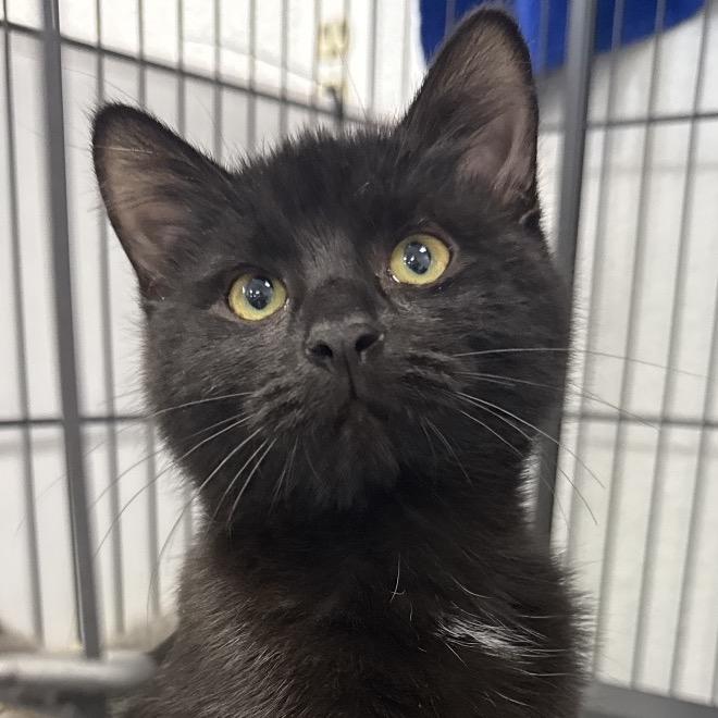 Bean, a Adoptable Domestic Short Hair in Chaska, MN image 3/4