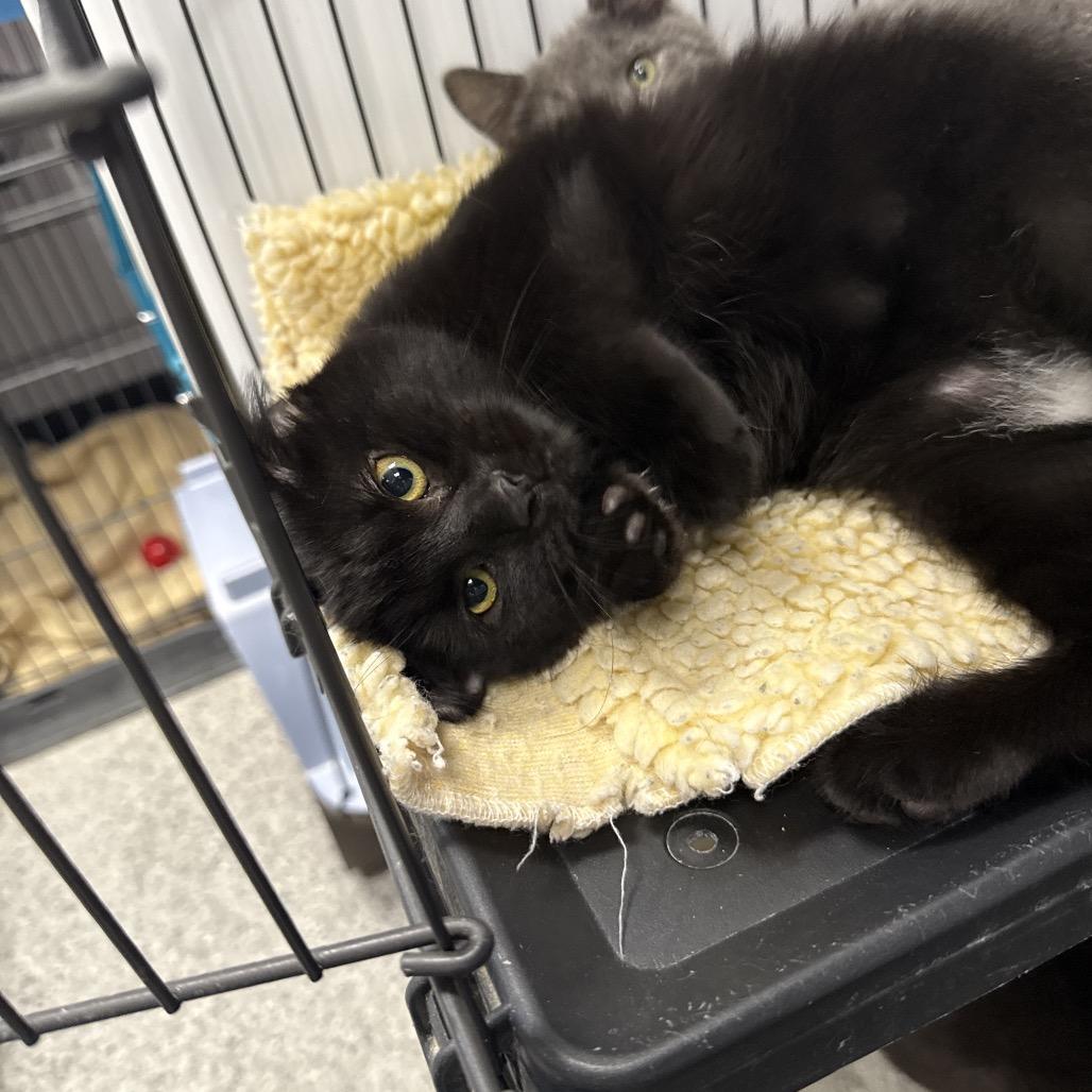 Bean, a Adoptable Domestic Short Hair in Chaska, MN image 4/4