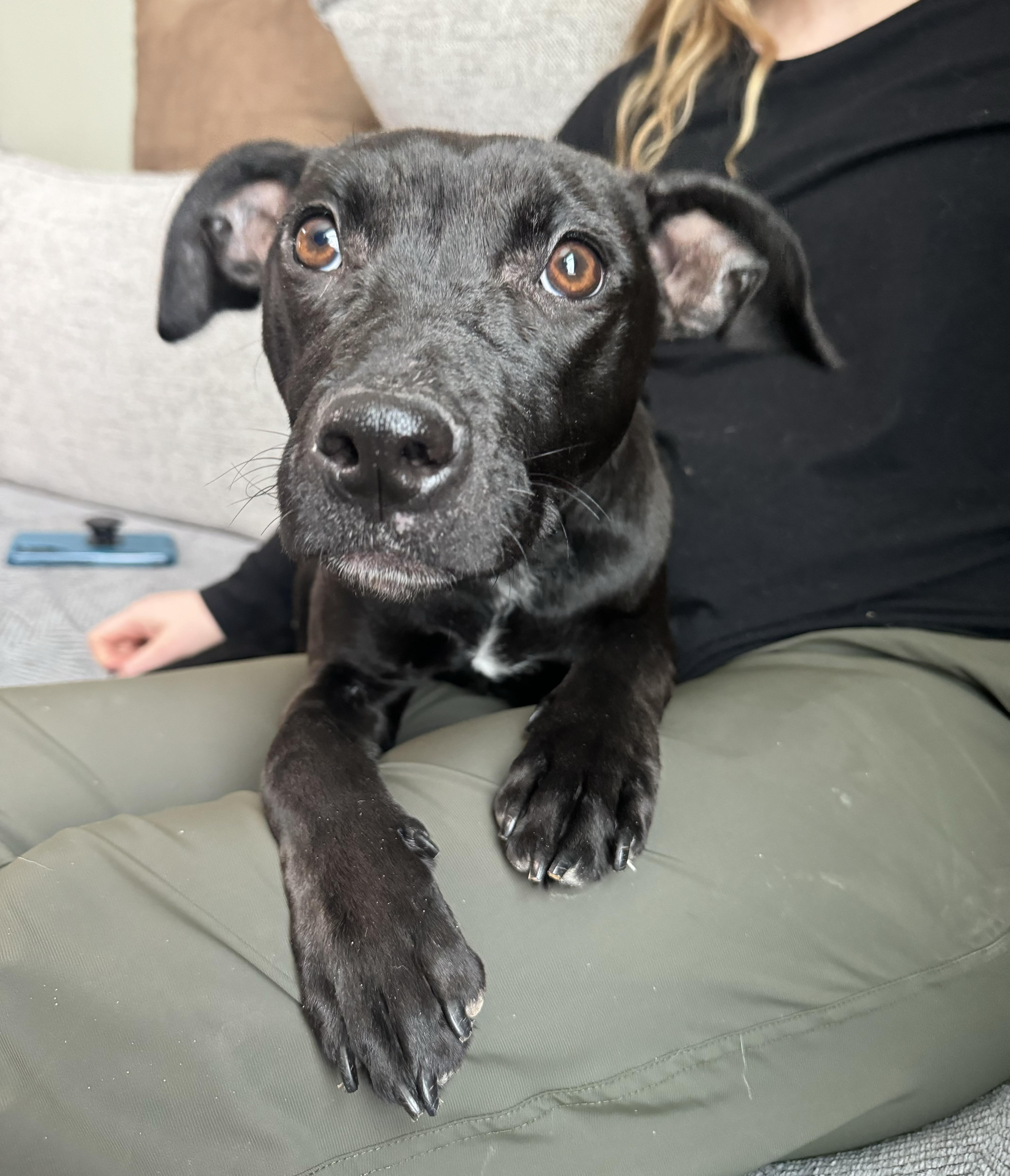 Moxie, ADOPTABLE, Puppy Female Pit Bull Terrier.