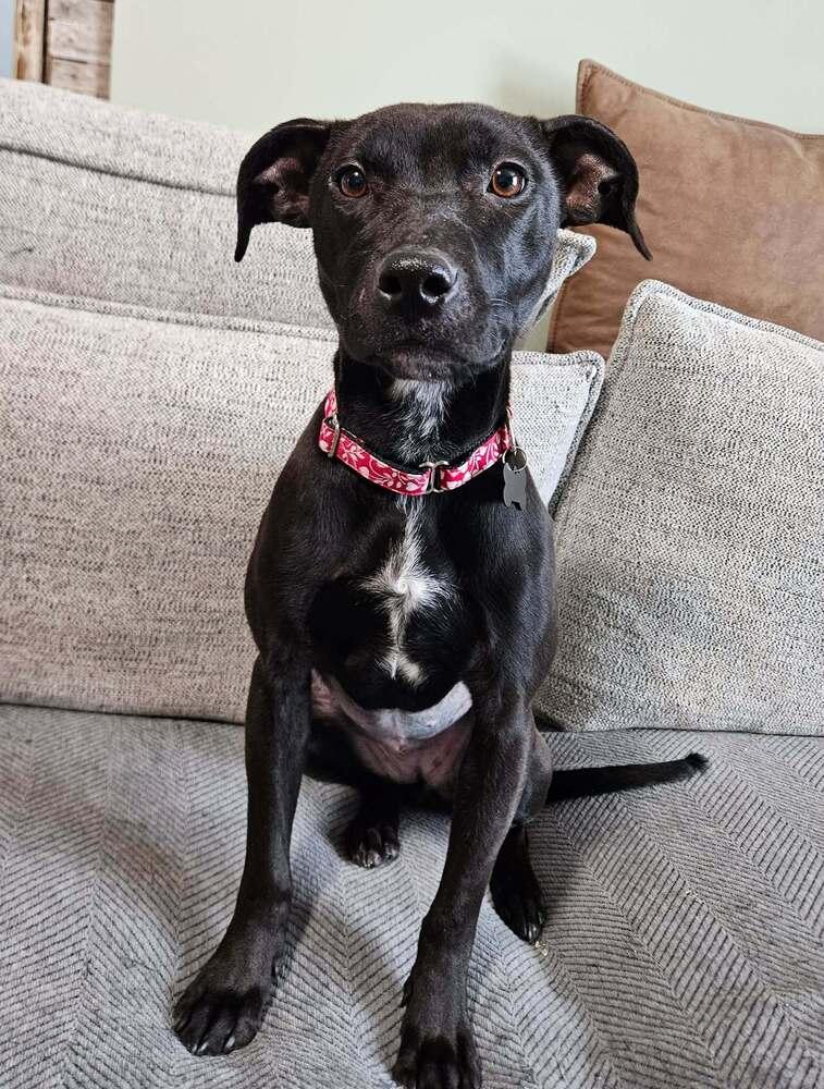 Moxie, an adopted mixed breed in China Township, MI image 2/6