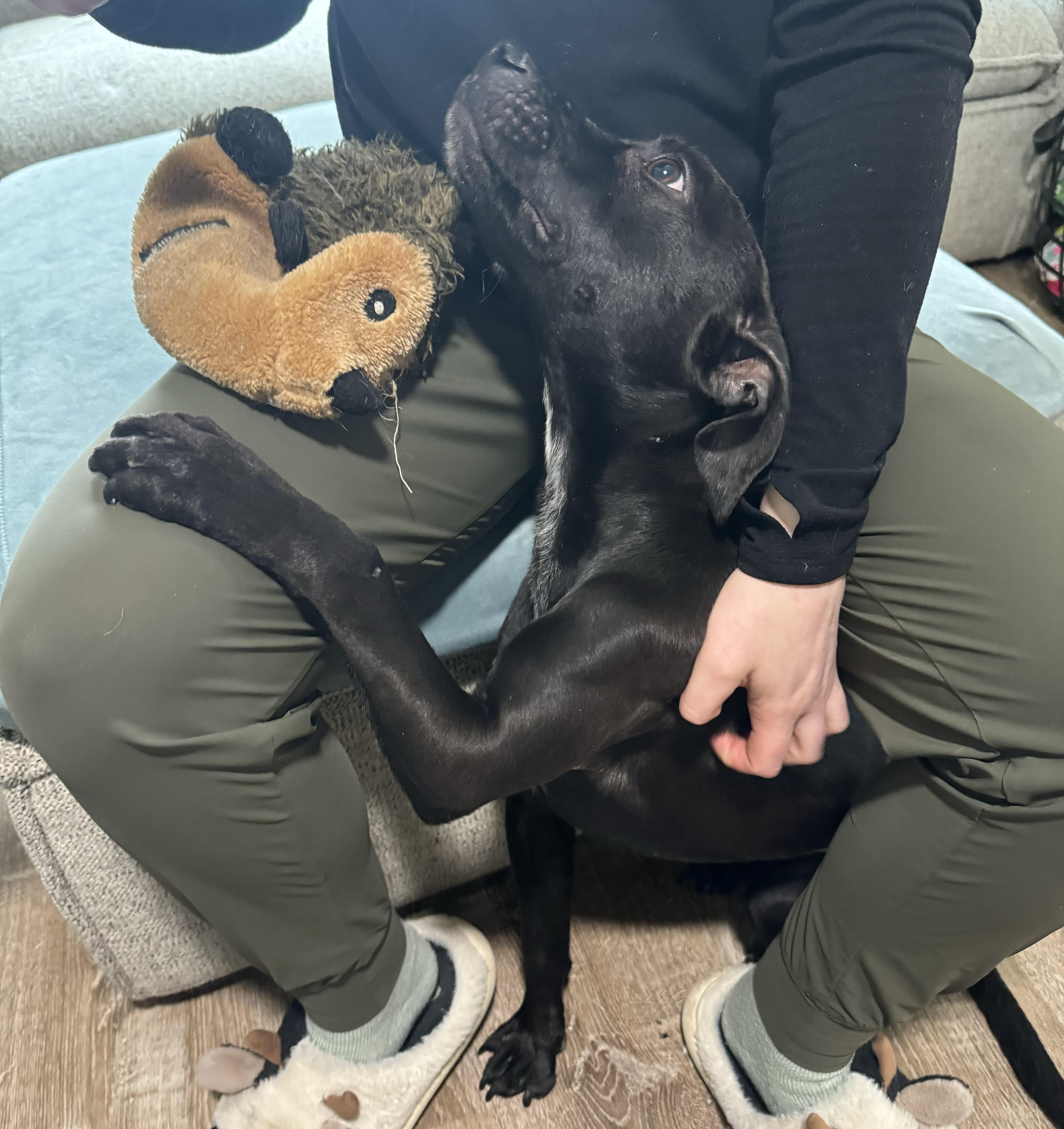 Enlarge Moxie, a ADOPTABLE mixed breed in China Township, MI image 6/6