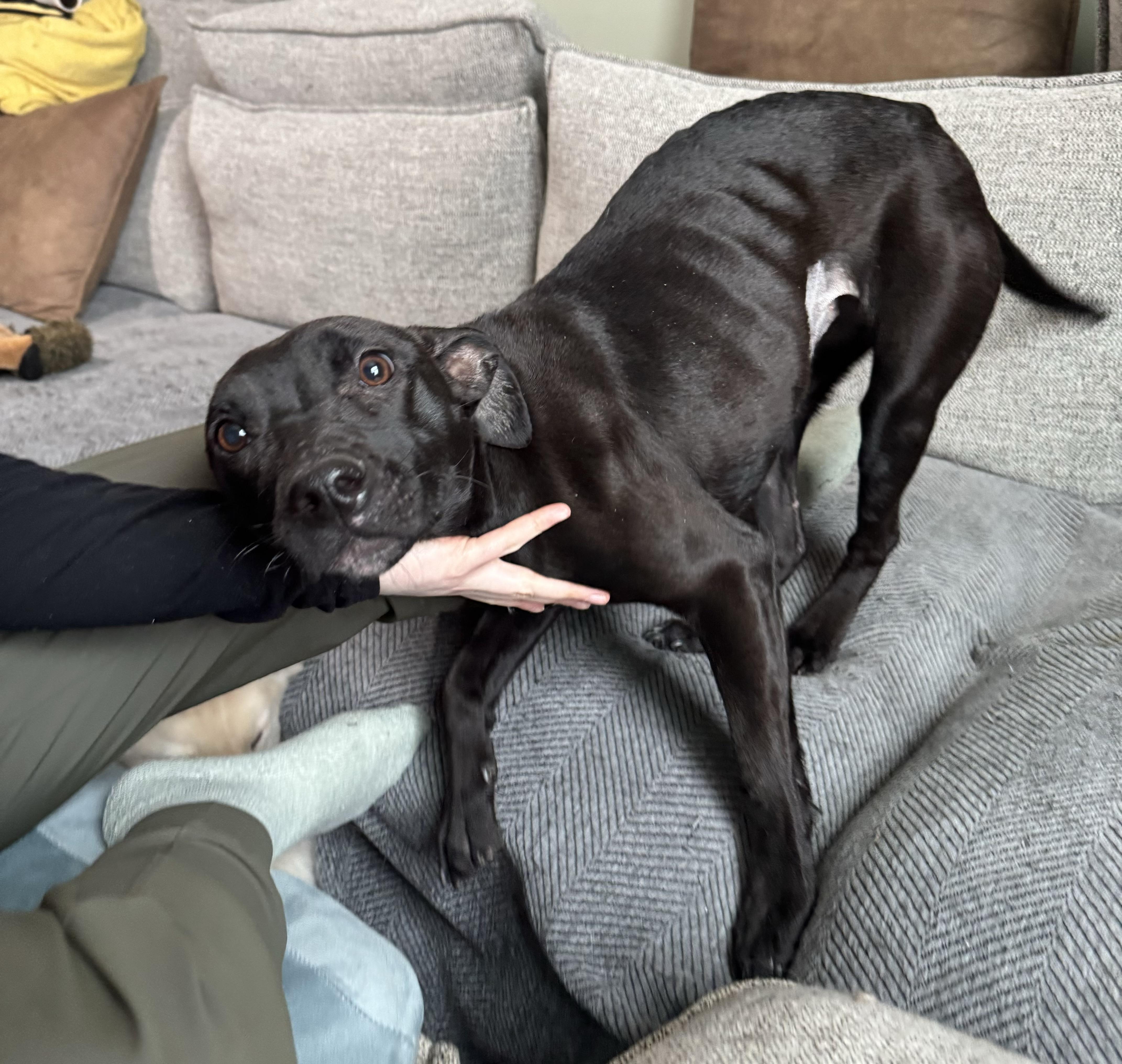 Enlarge Moxie, a ADOPTABLE mixed breed in China Township, MI image 5/6