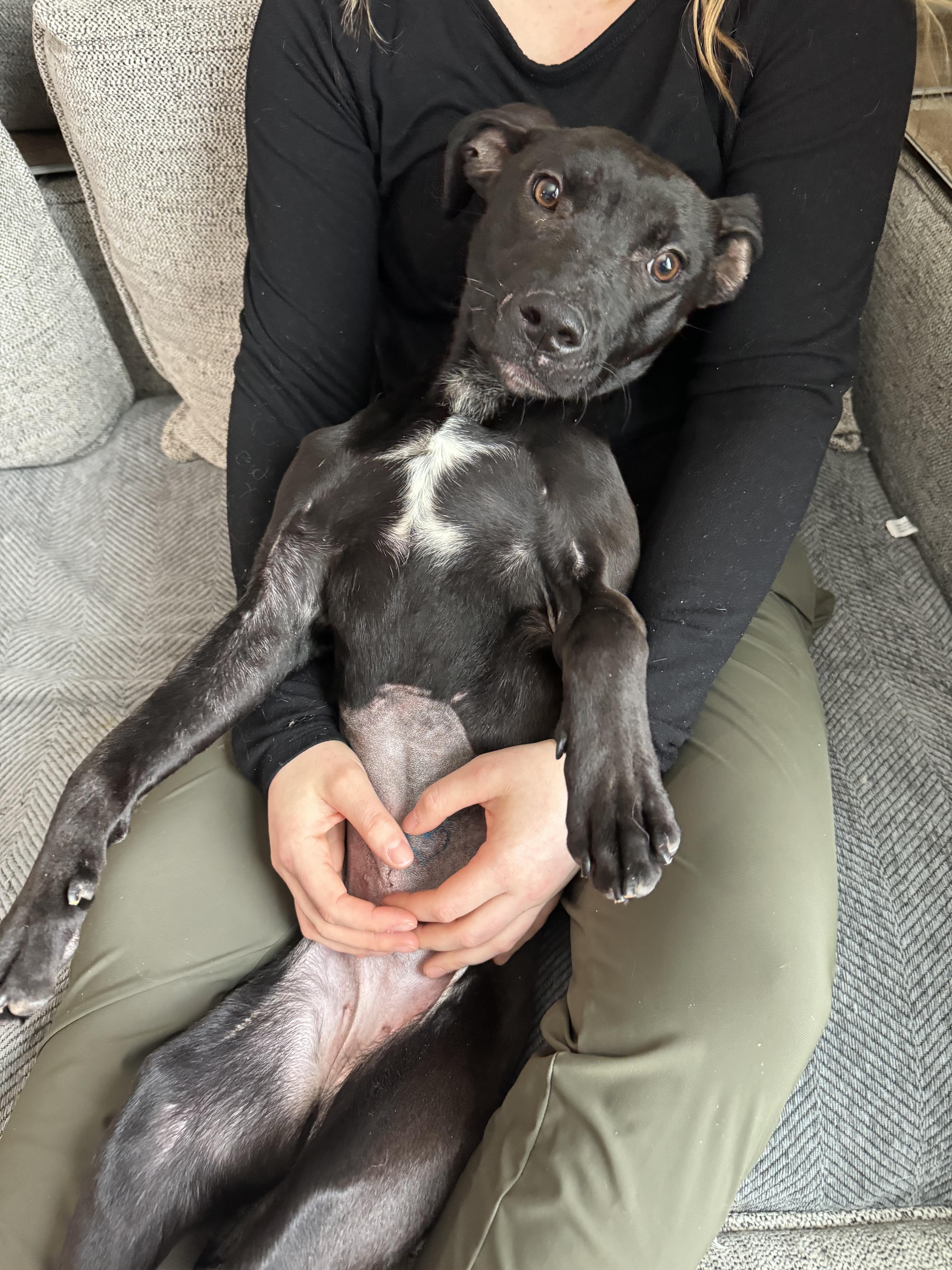 Enlarge Moxie, a ADOPTABLE mixed breed in China Township, MI image 3/6