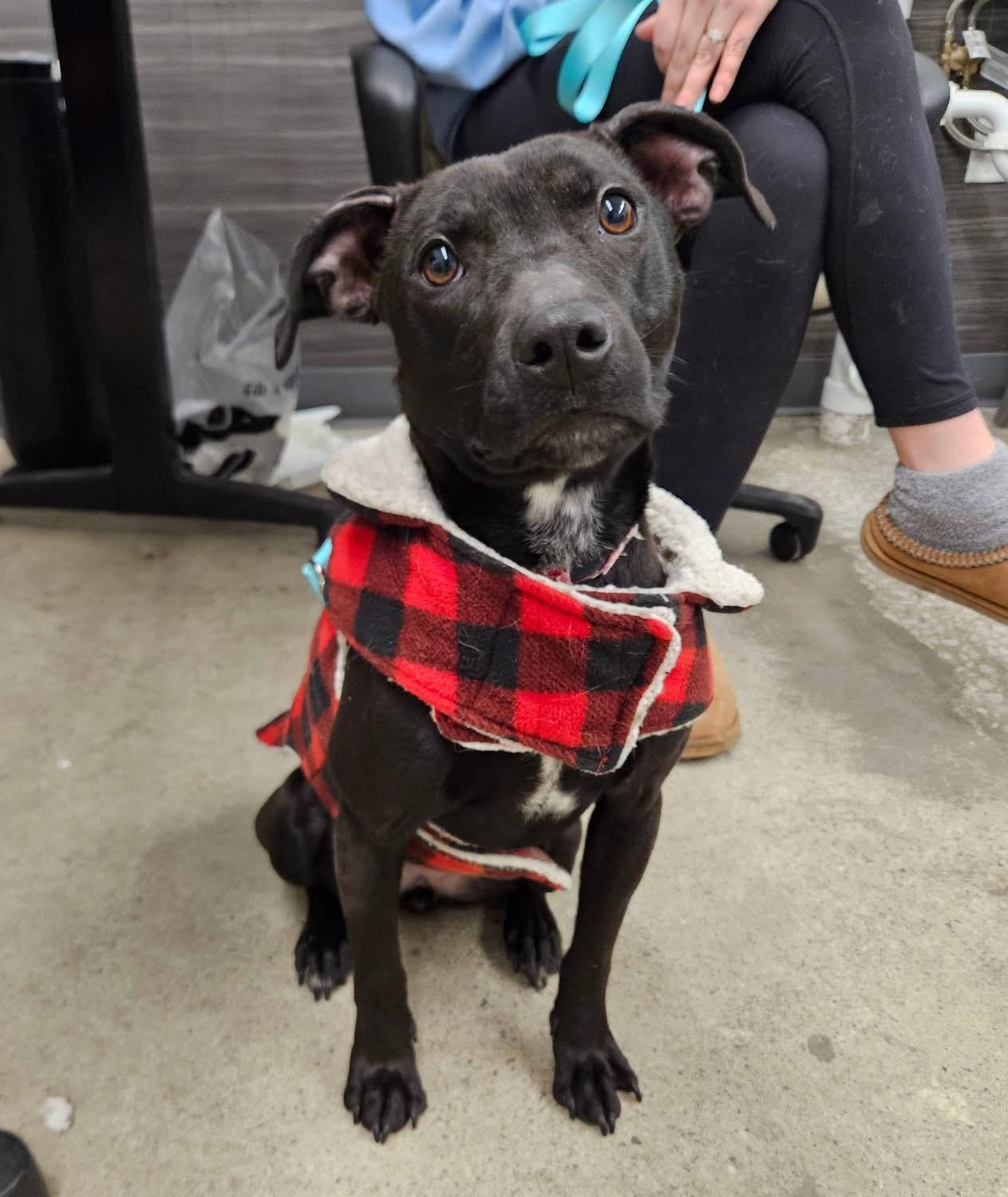 Moxie, an adopted mixed breed in China Township, MI image 1/6