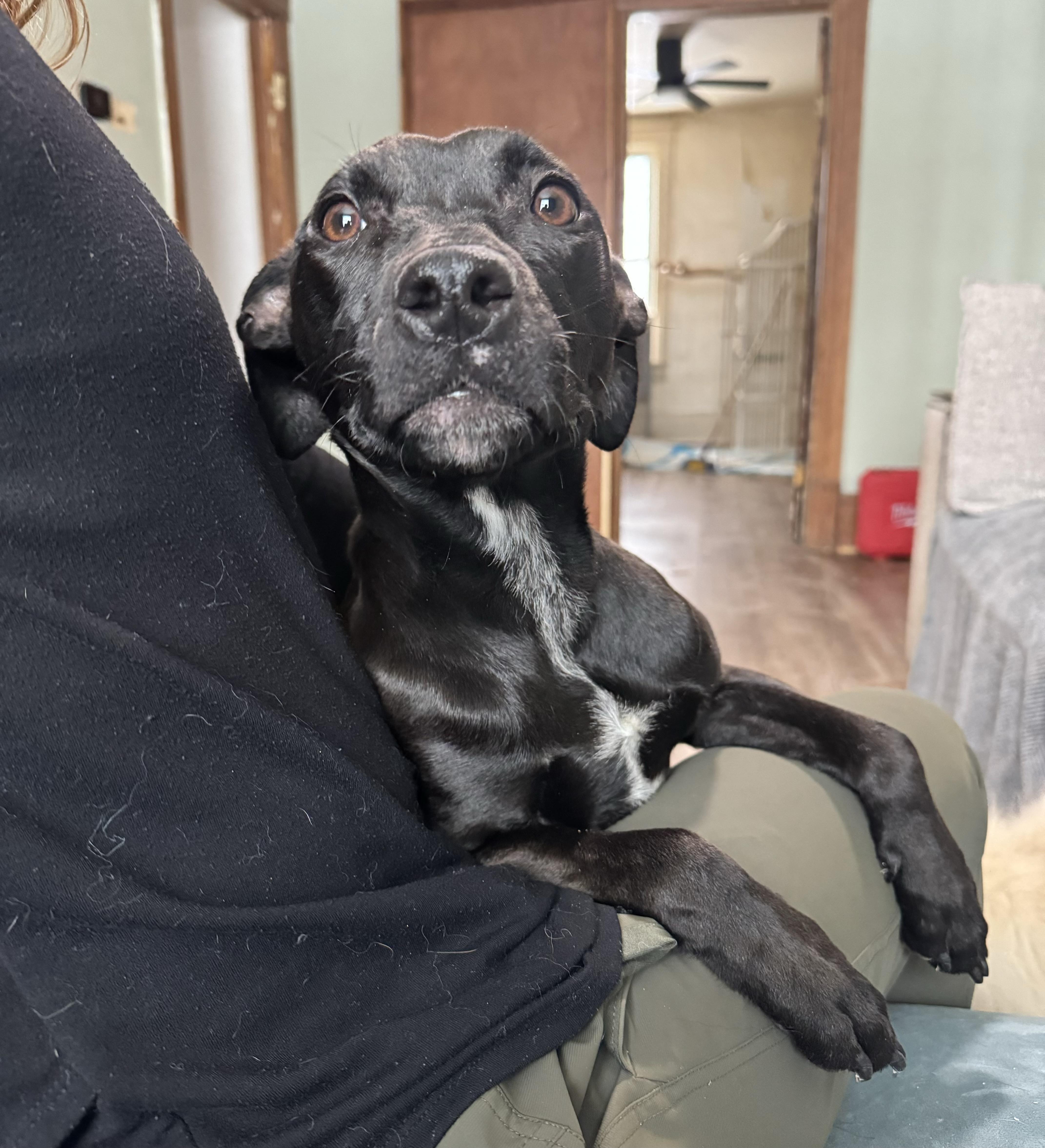 Enlarge Moxie, a ADOPTABLE mixed breed in China Township, MI image 4/6