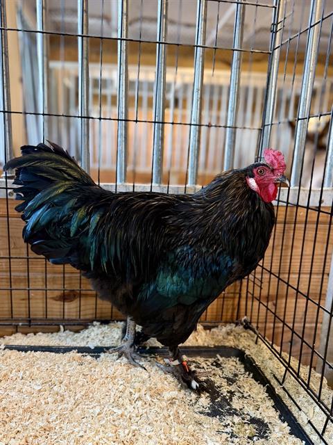 RADICCHIO, Adoptable, Young Male Chicken.