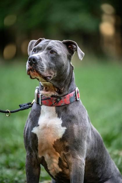Rocky, Adoptable, Adult Male Pit Bull Terrier & Mixed Breed.