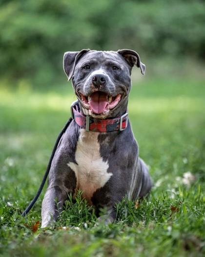 Enlarge Rocky, a Adoptable mixed breed in Hamilton, NJ image 2/3