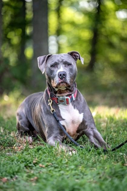 Enlarge Rocky, a Adoptable mixed breed in Hamilton, NJ image 3/3