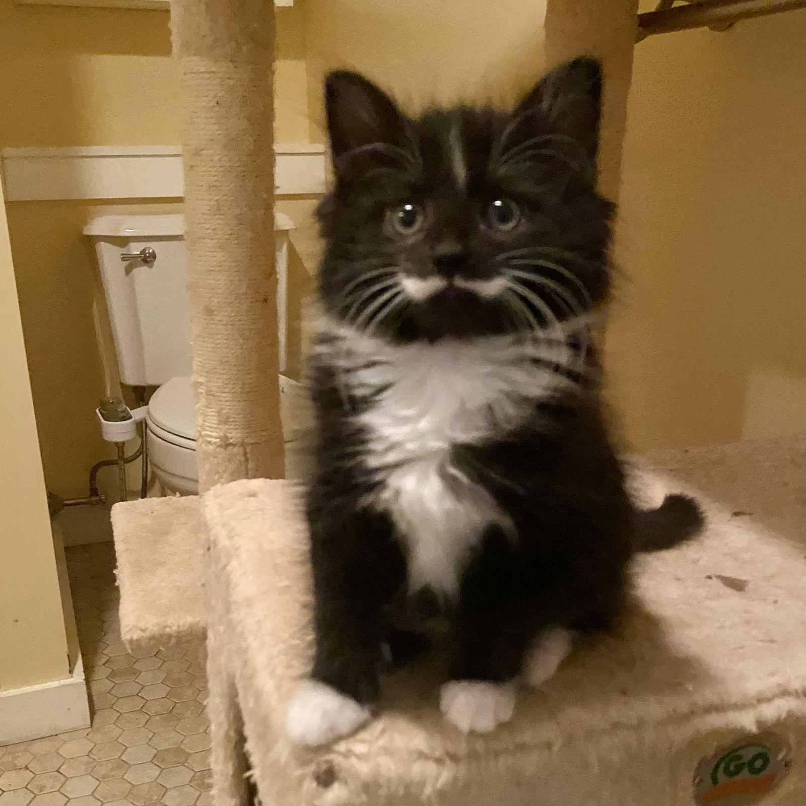 Peace, Adopted, Kitten Female Domestic Long Hair & Tuxedo.