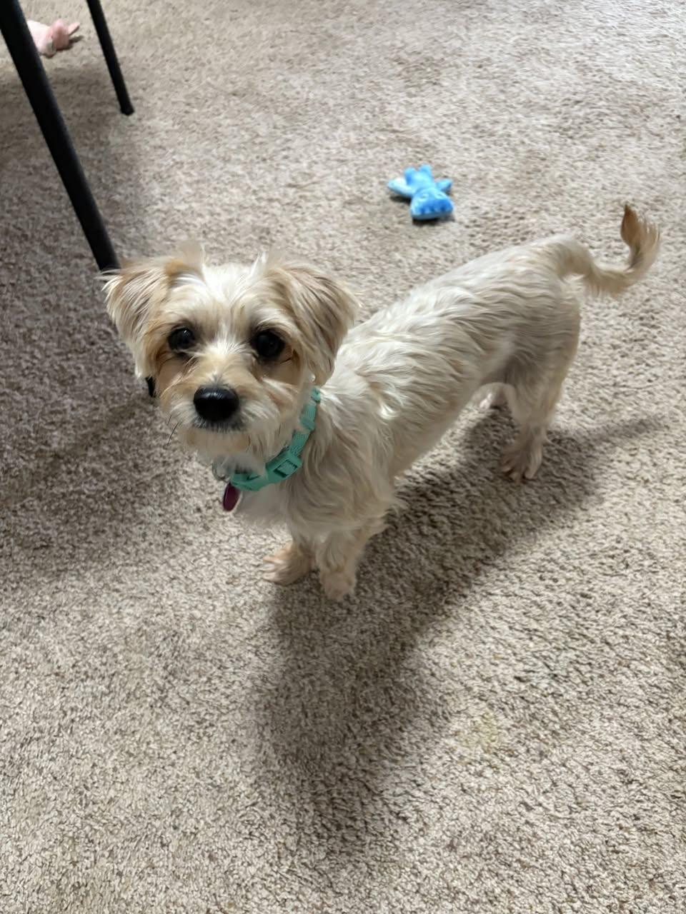 Danna Miller, an adoptable Morkie in Plano, TX, 75093 | Photo Image 2