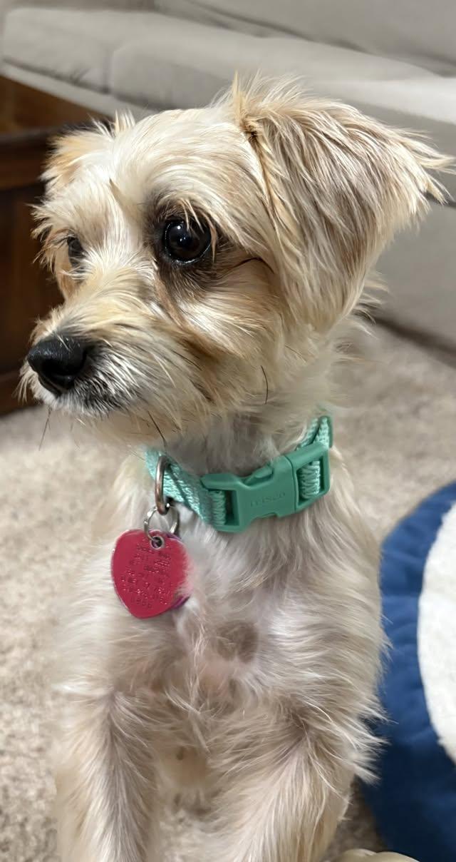 Danna Miller, an adoptable Morkie in Plano, TX, 75093 | Photo Image 1
