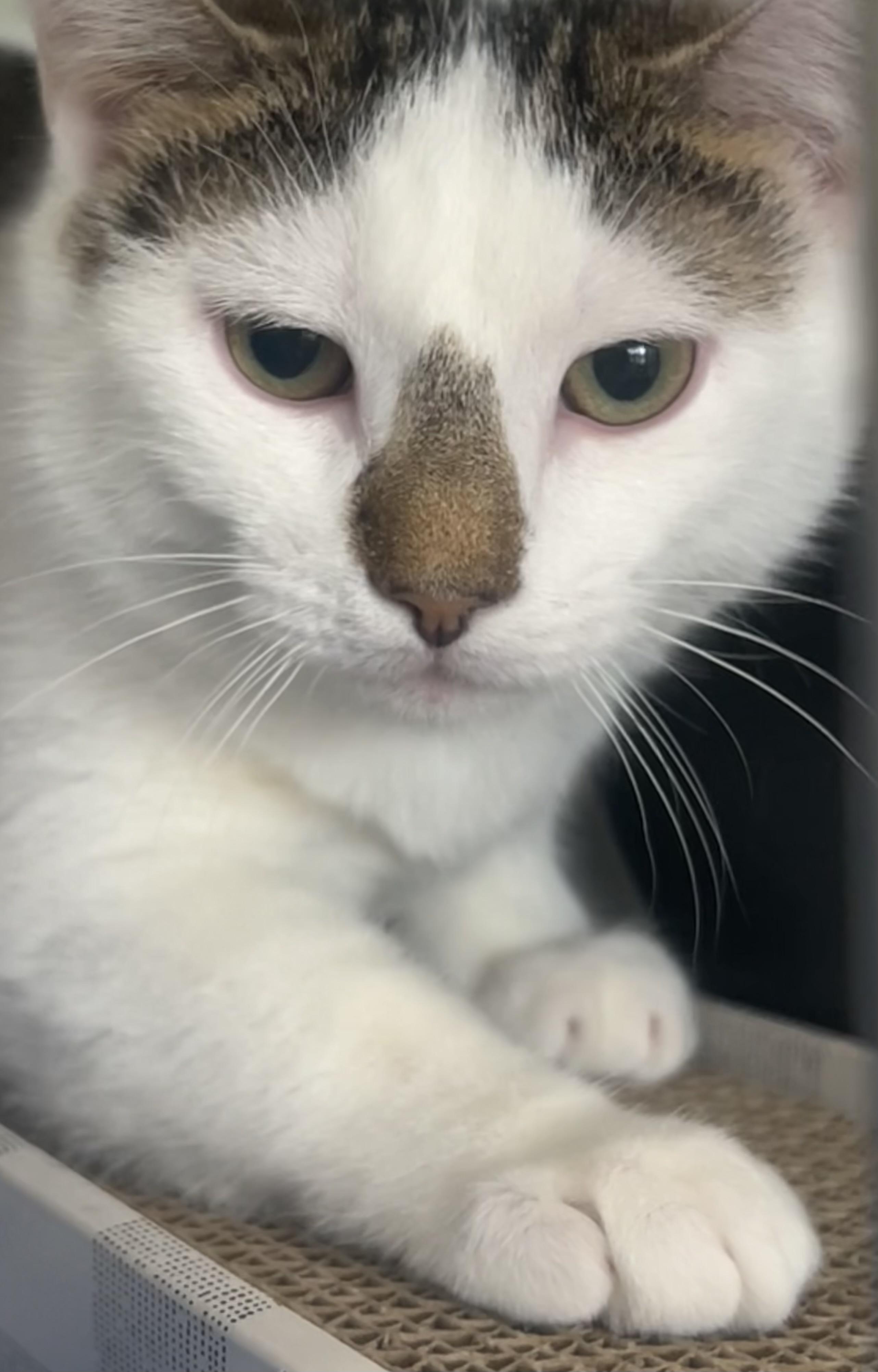 Klondike, ADOPTABLE, Young Male Domestic Short Hair.