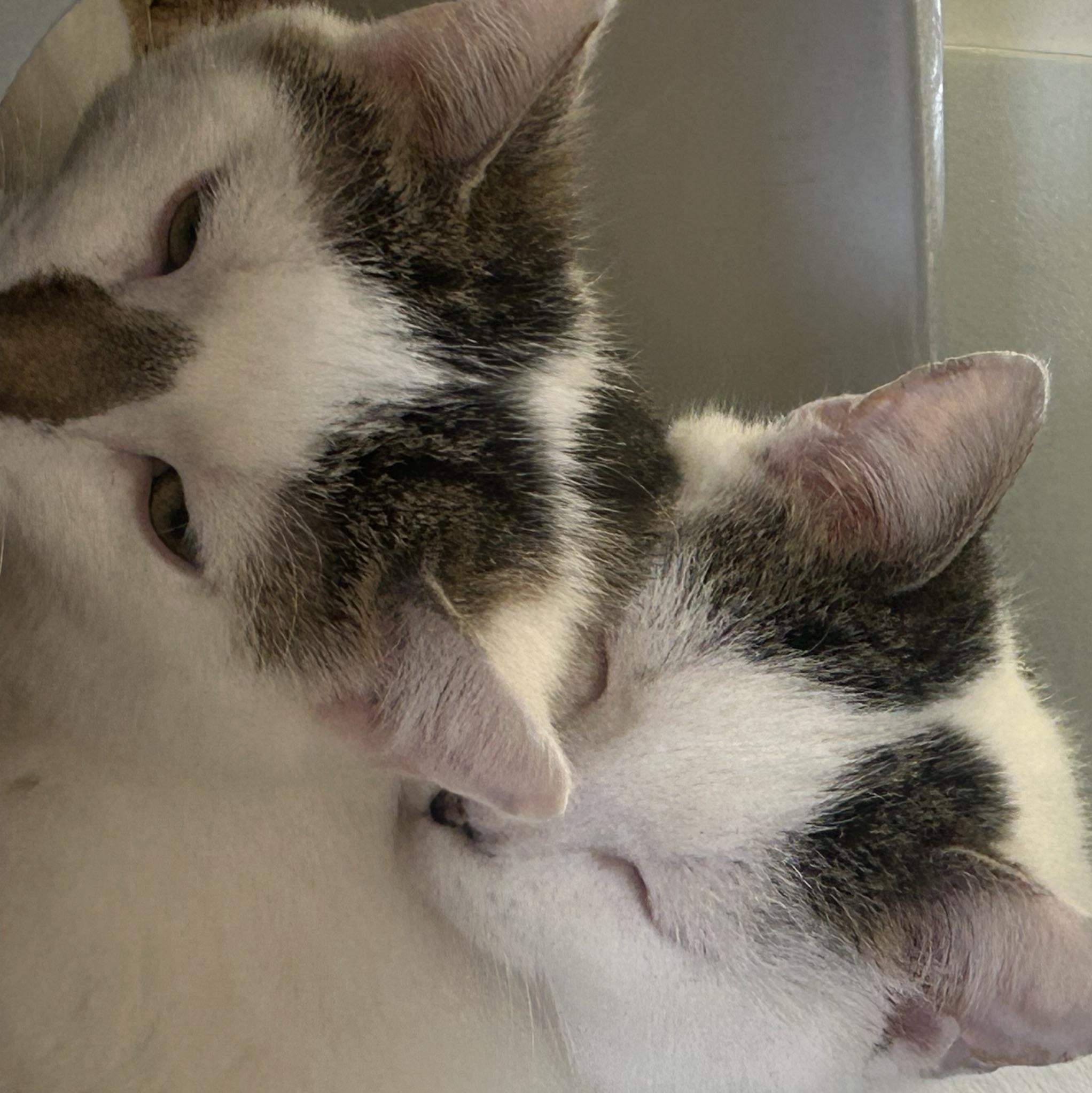 Enlarge Klondike, a ADOPTABLE Domestic Short Hair in AQUEBOGUE, NY image 4/4