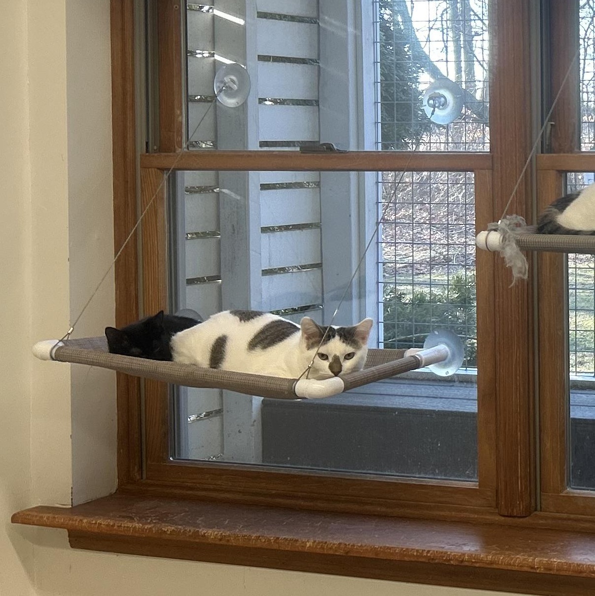 Enlarge Klondike, a ADOPTABLE Domestic Short Hair in AQUEBOGUE, NY image 3/4