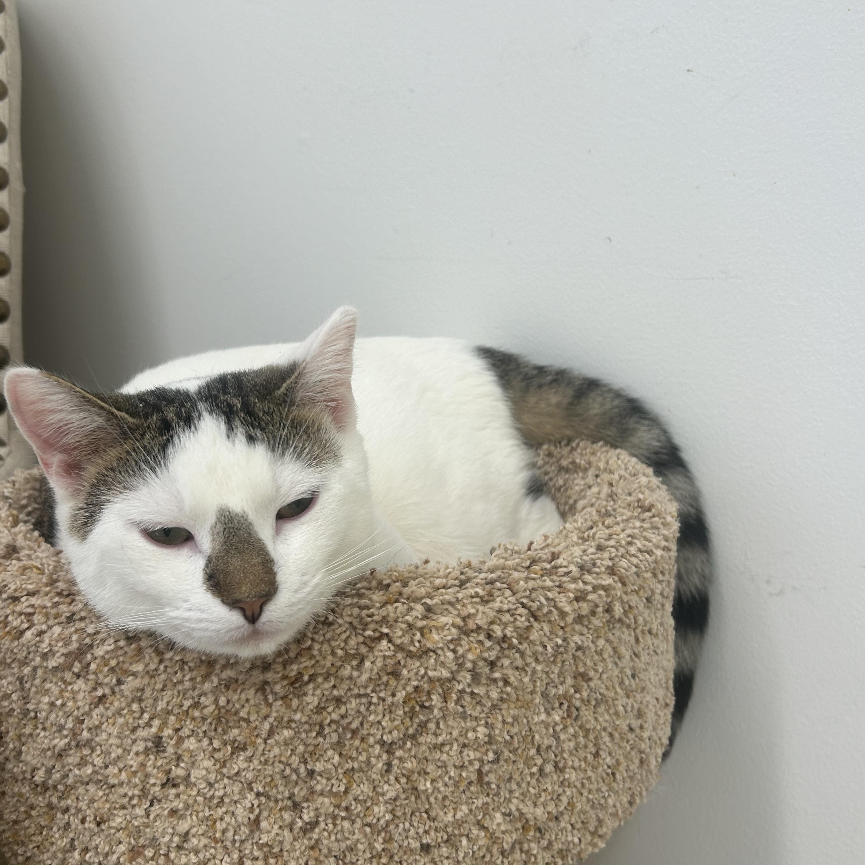Enlarge Klondike, a ADOPTABLE Domestic Short Hair in AQUEBOGUE, NY image 2/4